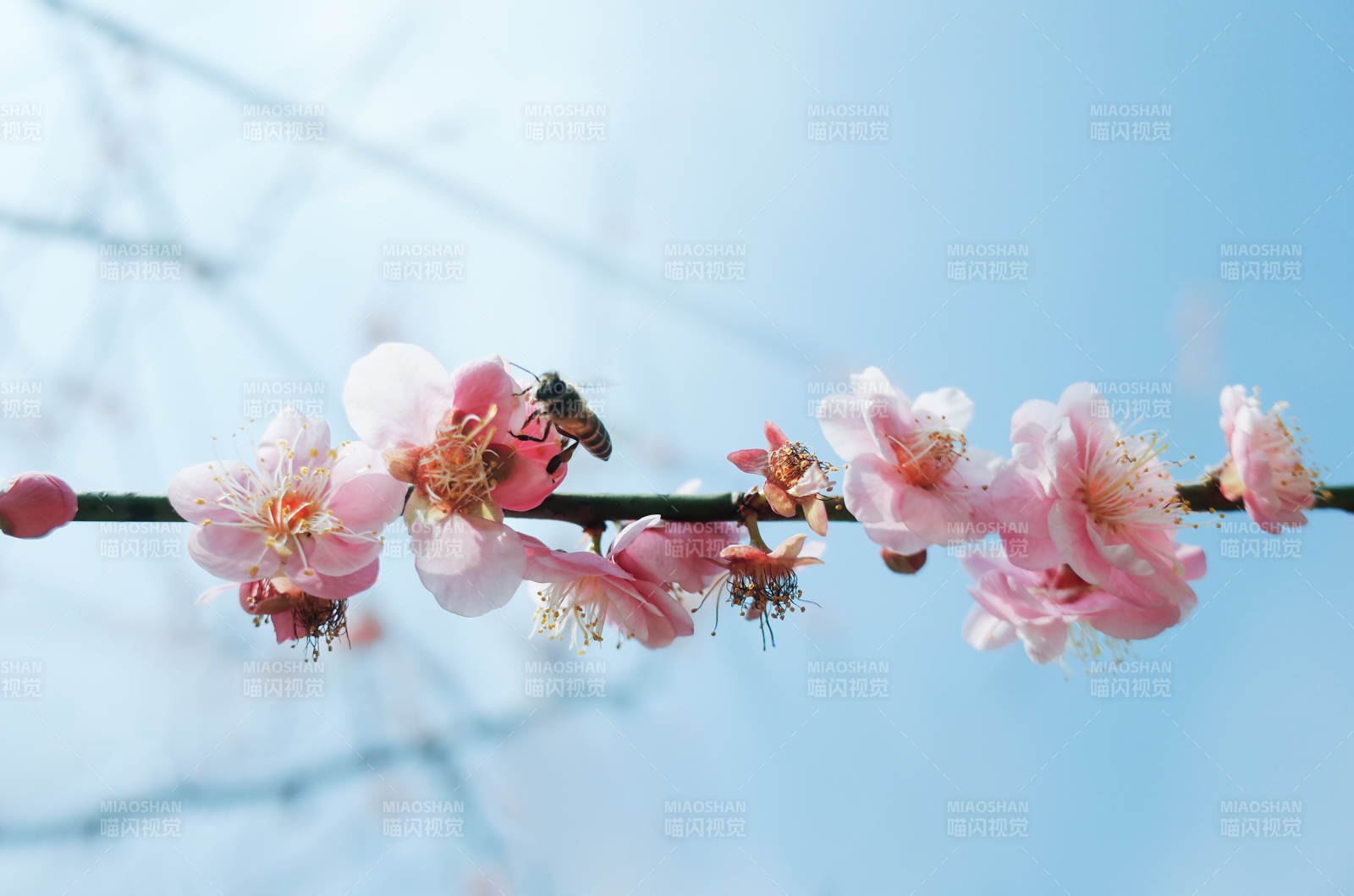 蜜蜂采蜜梅花枝頭