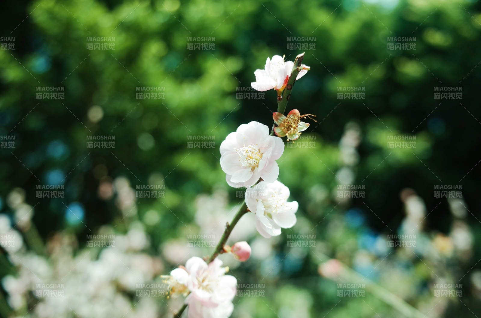 春日花開 清新自然