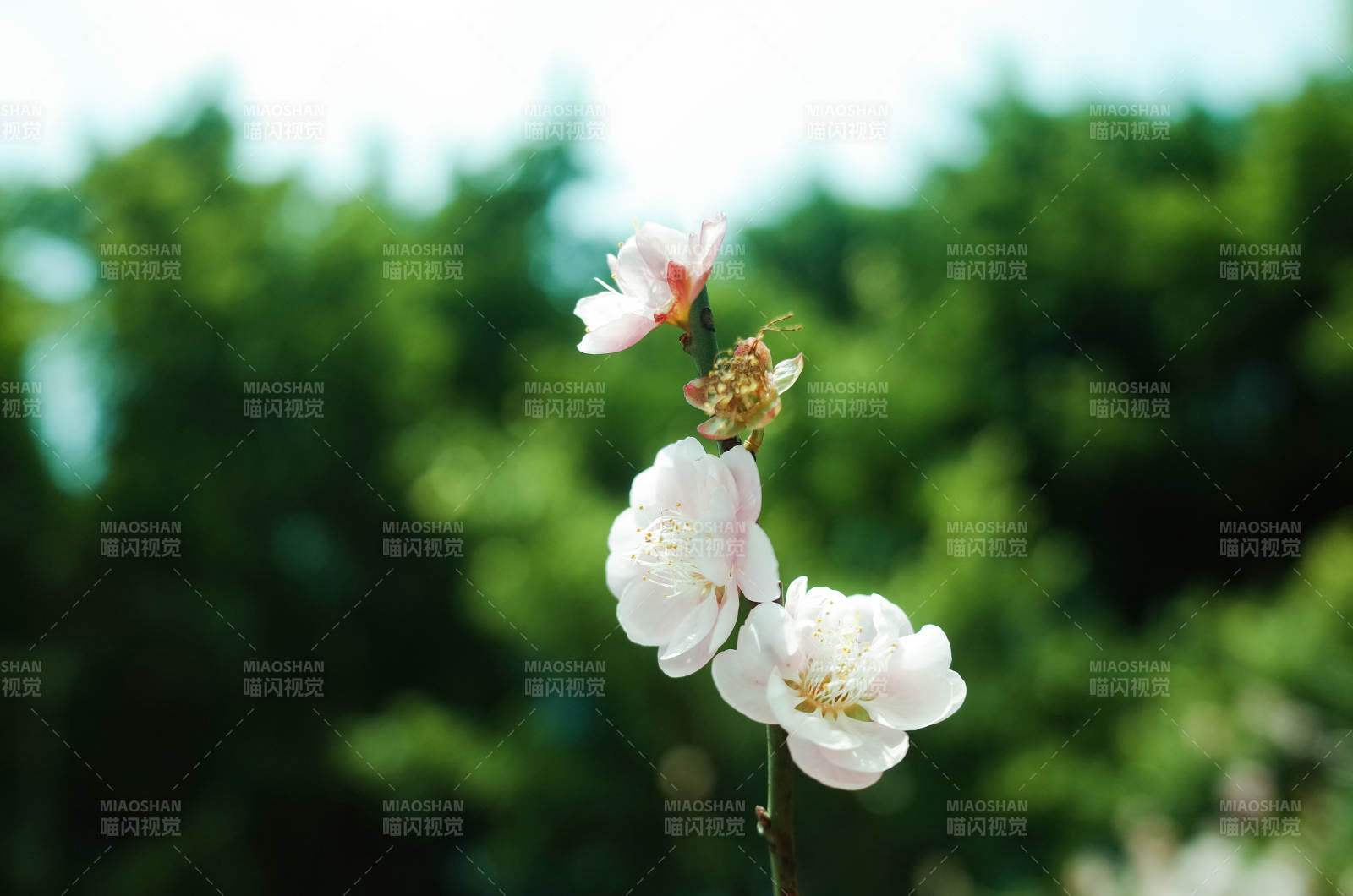 春日枝頭綻放的花朵