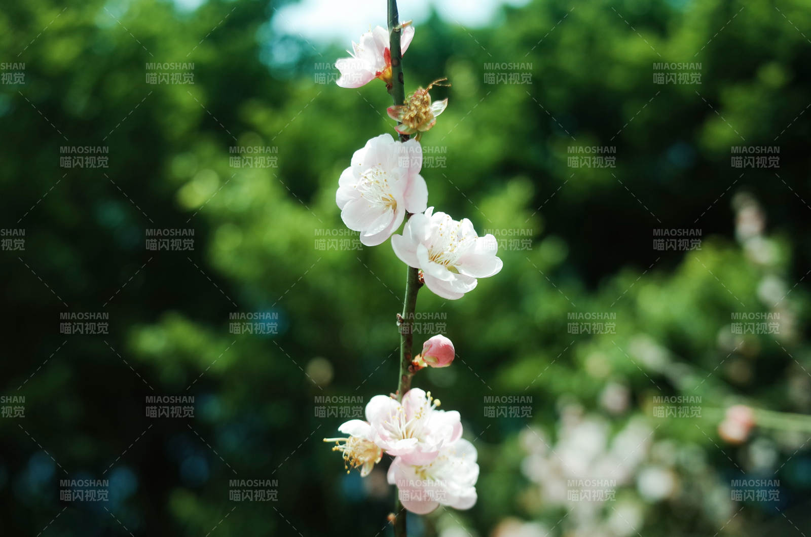 春日枝頭梅花綻放