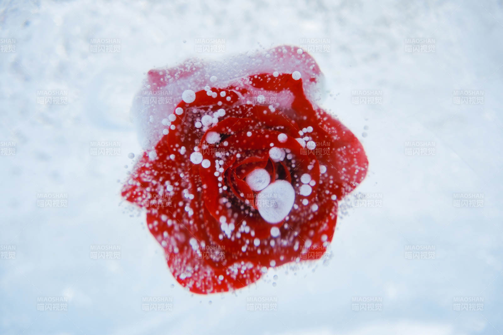 雪中紅玫瑰