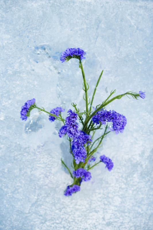 雪中紫花靜謐美