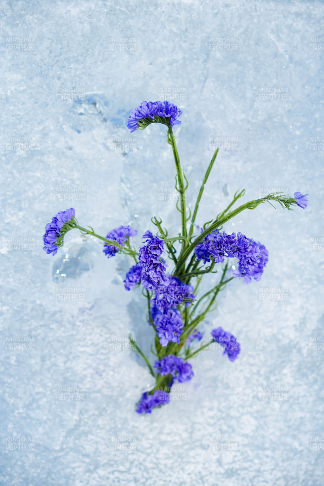雪中紫花靜謐美