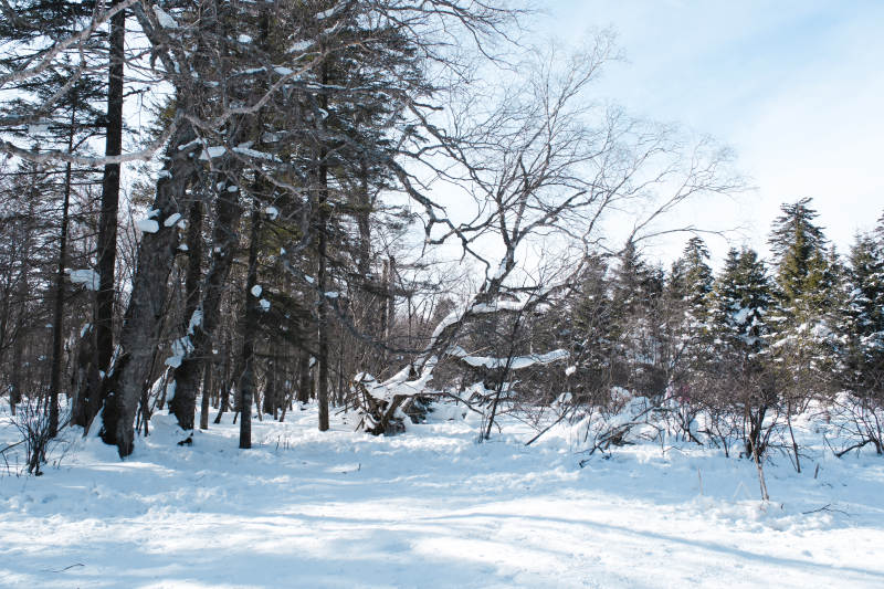 冬日雪林靜謐景