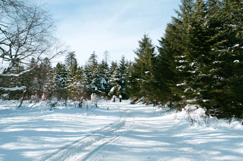 冬日雪景 松林靜謐