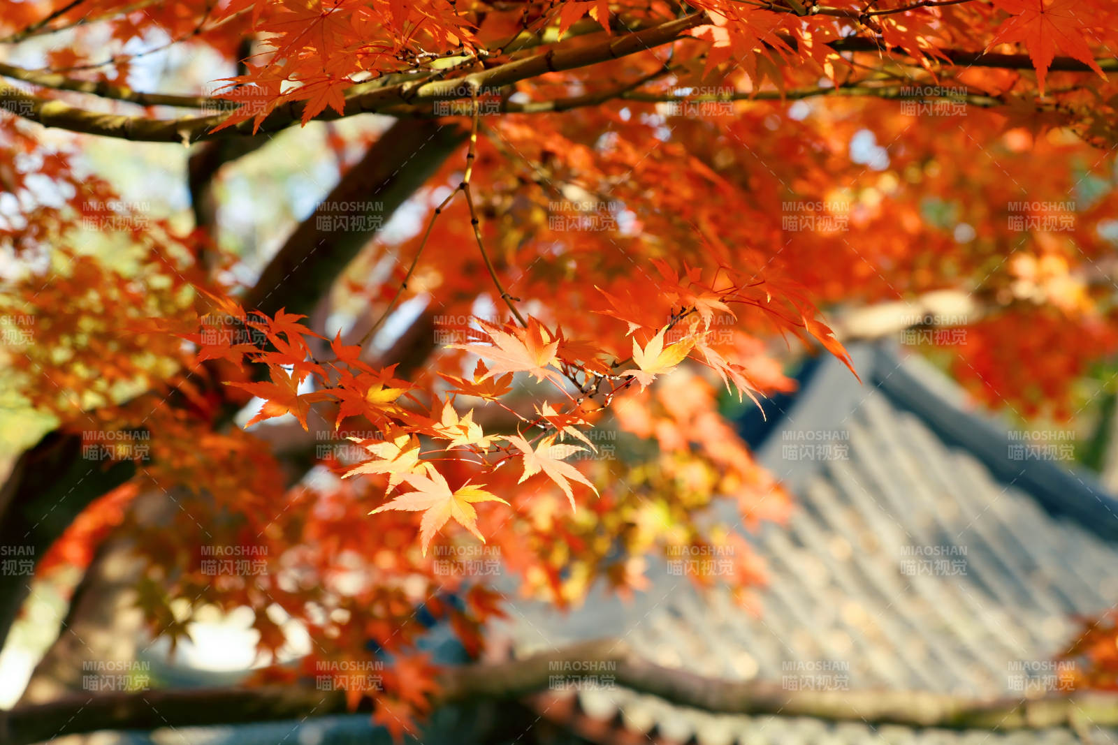 秋日紅葉映古屋