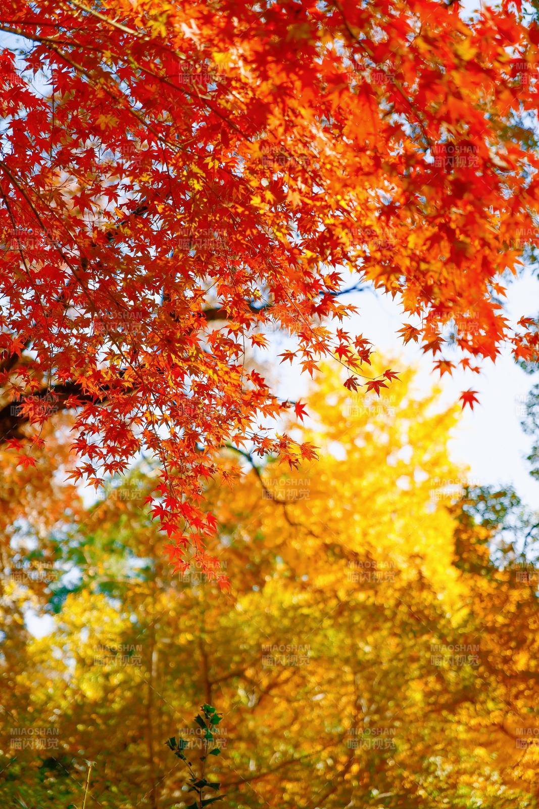 秋日紅葉映藍天