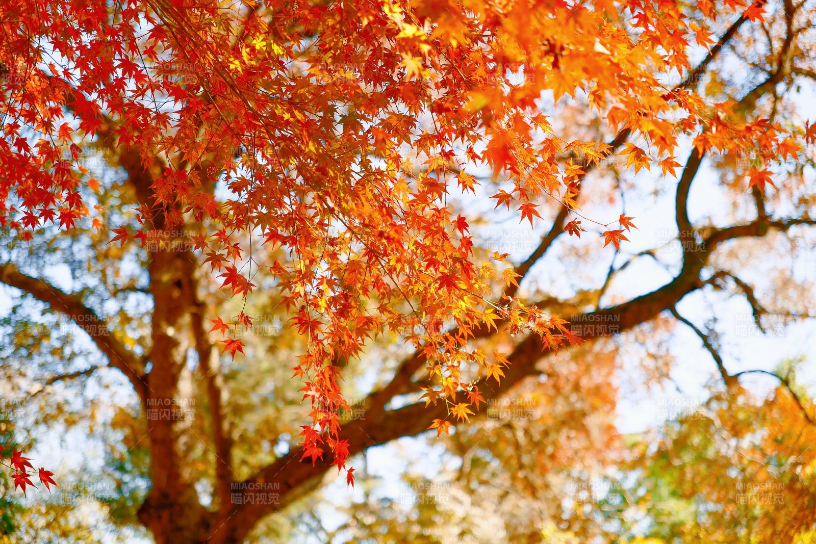 秋日紅葉映藍天