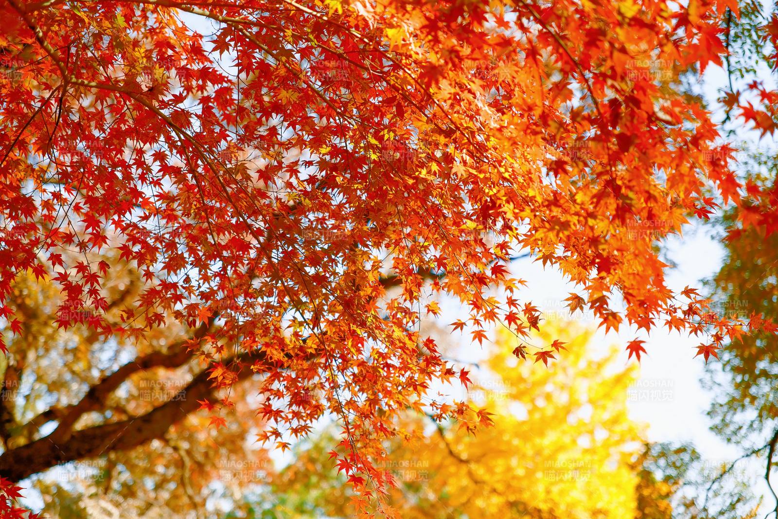 秋日紅葉映藍(lán)天
