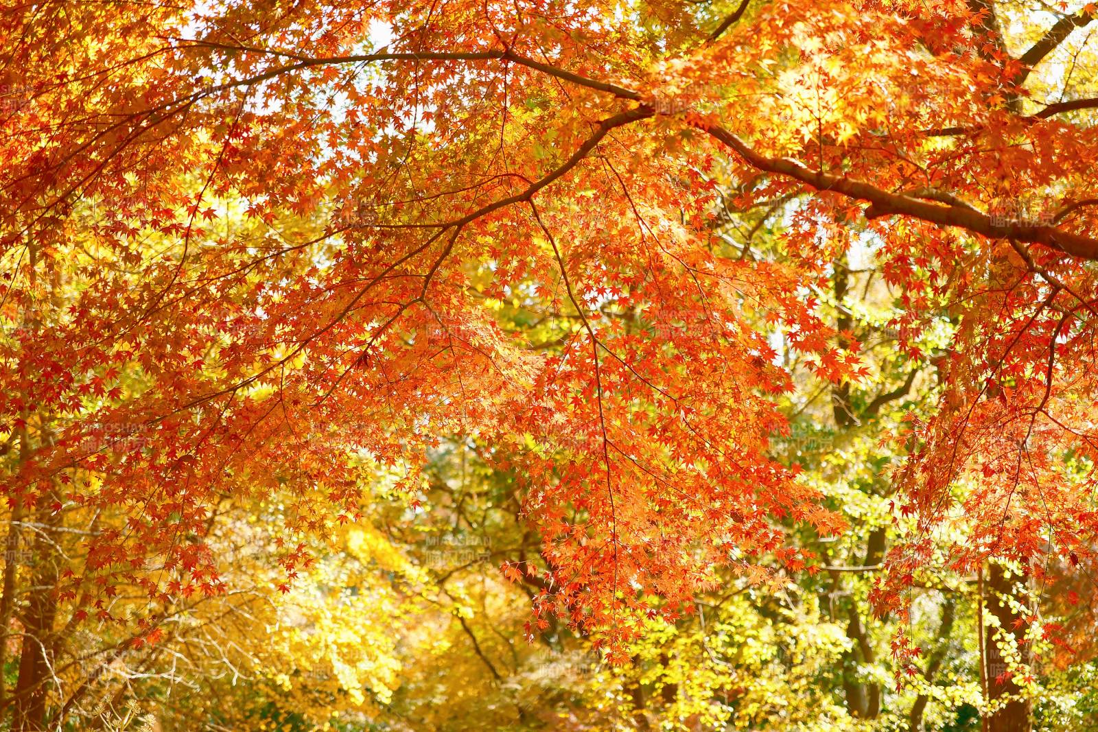 秋日紅葉映陽光