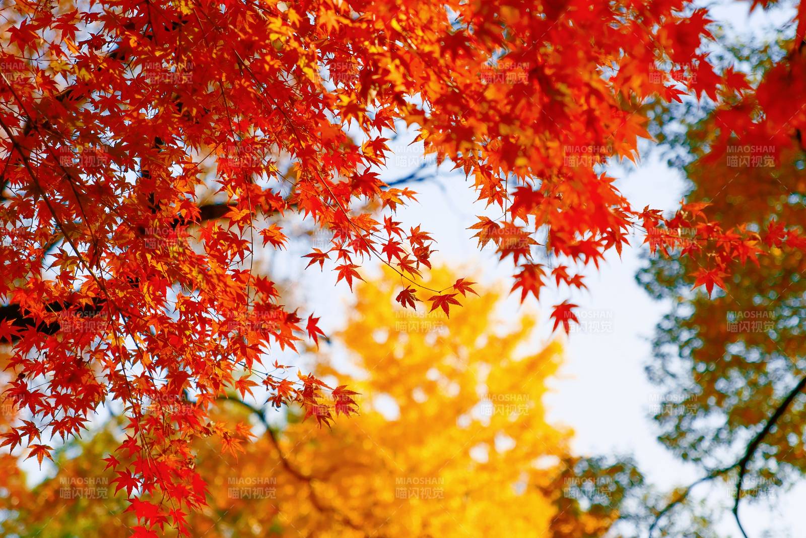 秋日紅葉映藍天
