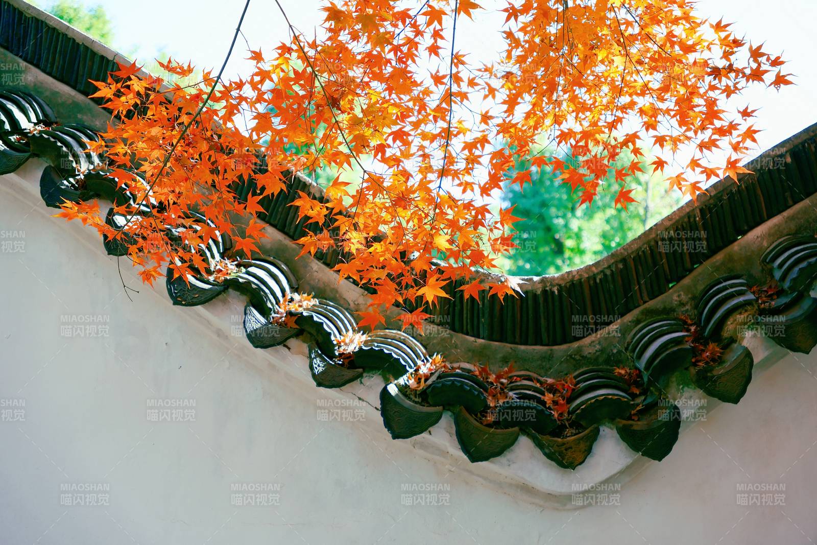 虎丘秋葉映襯古建筑之美