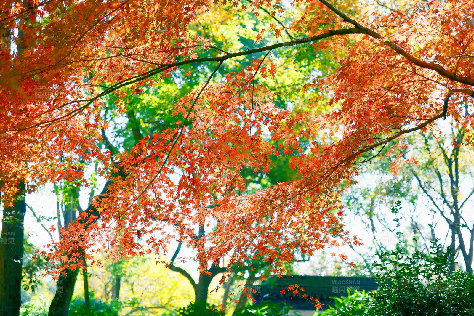 秋日紅葉映陽光