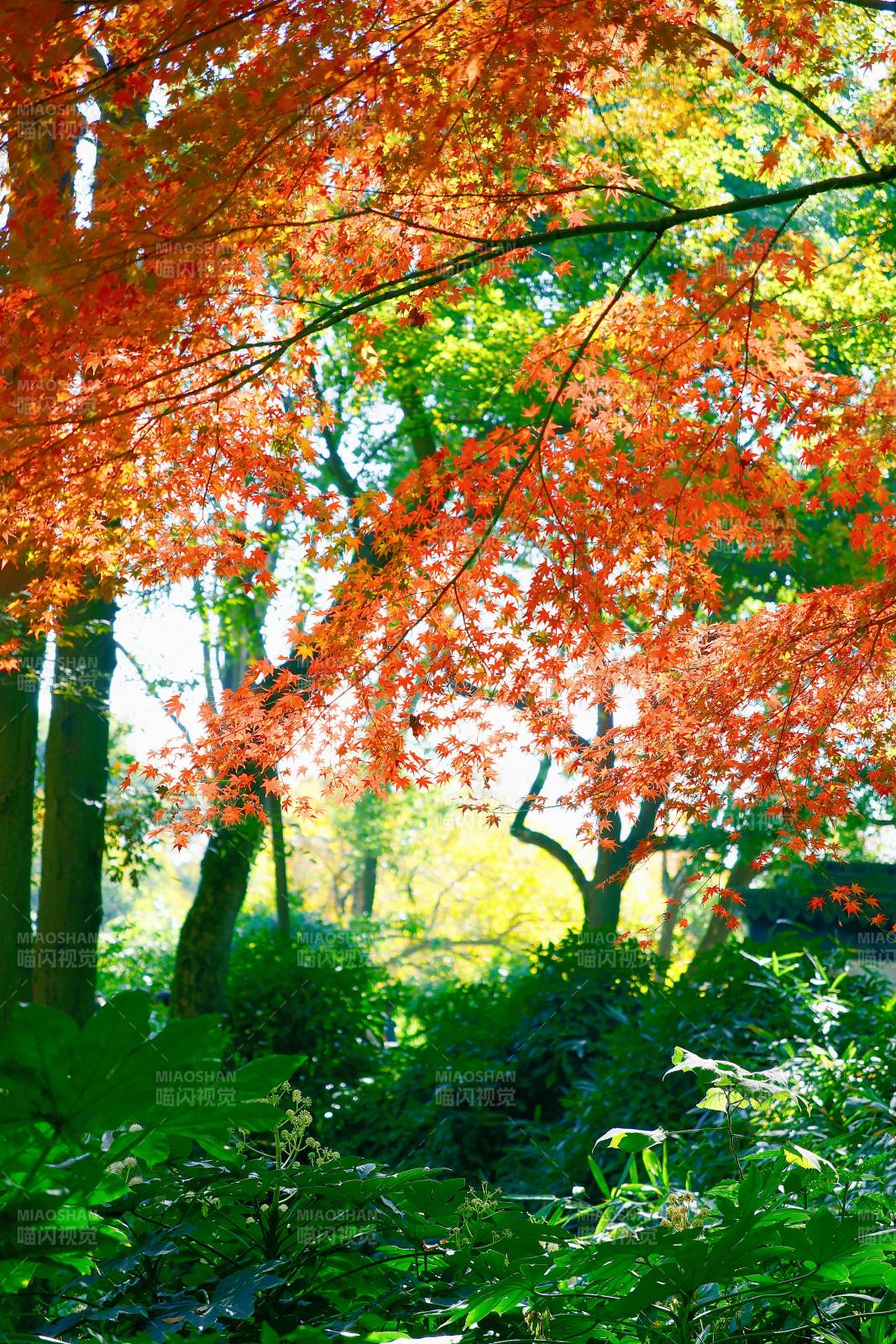 秋日紅葉映綠林