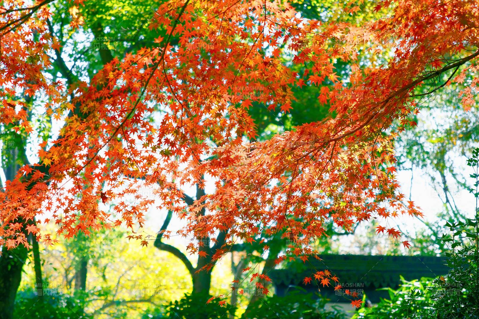 秋日紅葉映綠林