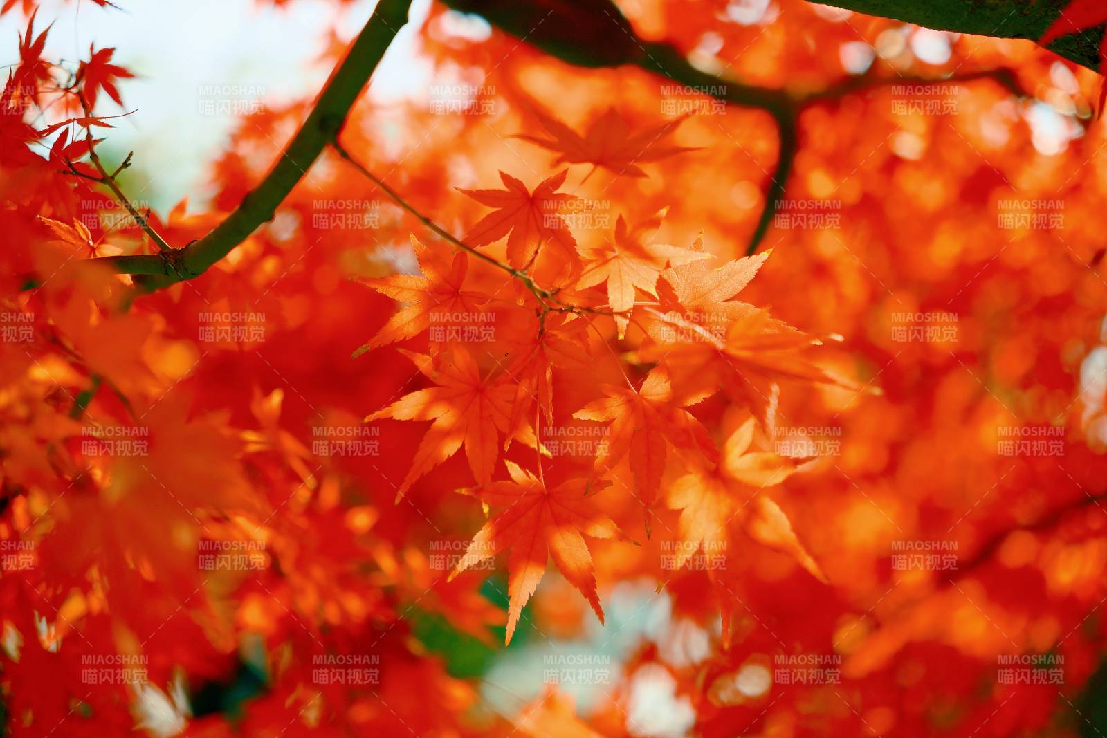 秋日紅葉映陽光