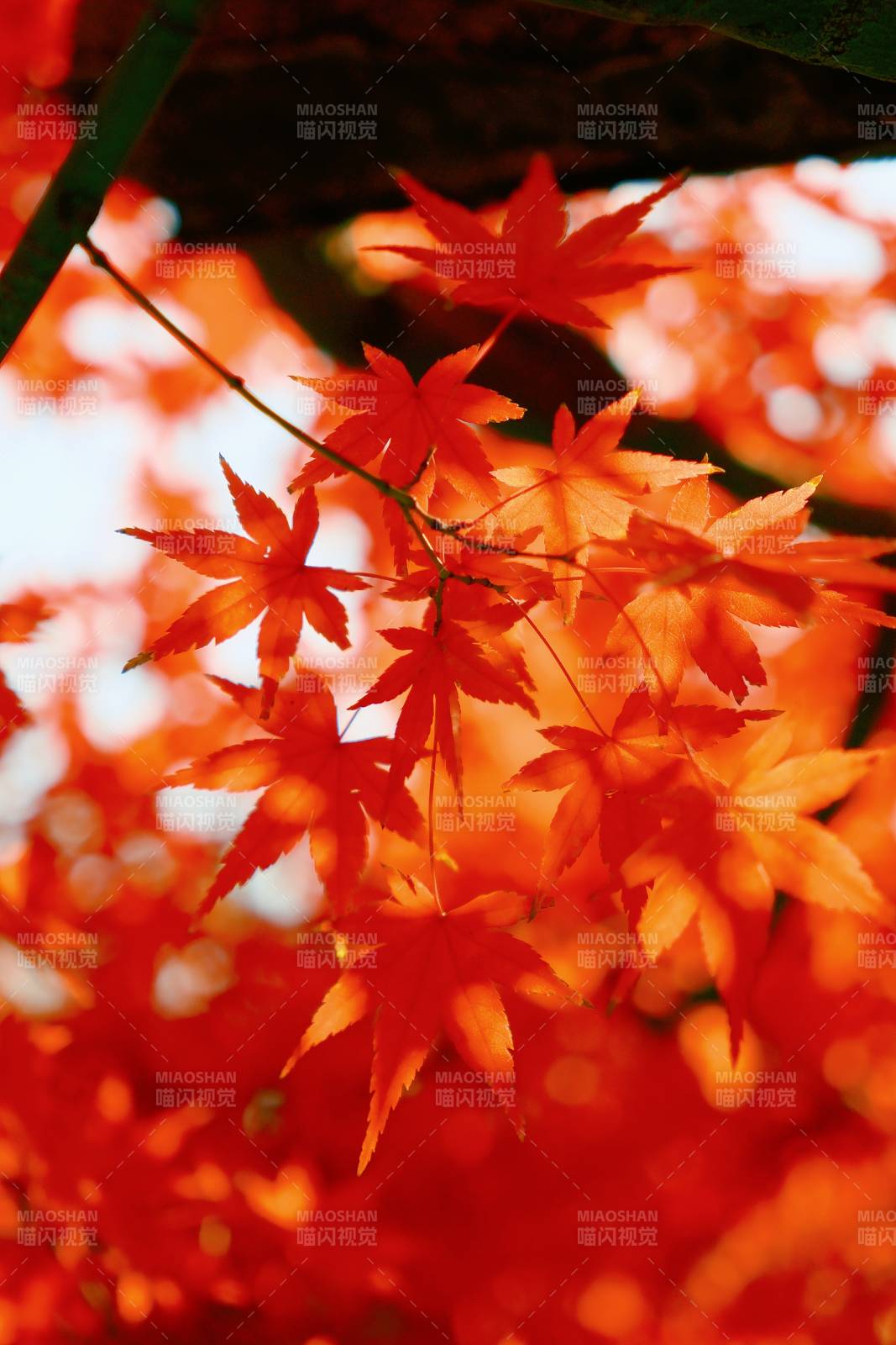 秋日紅葉映天光