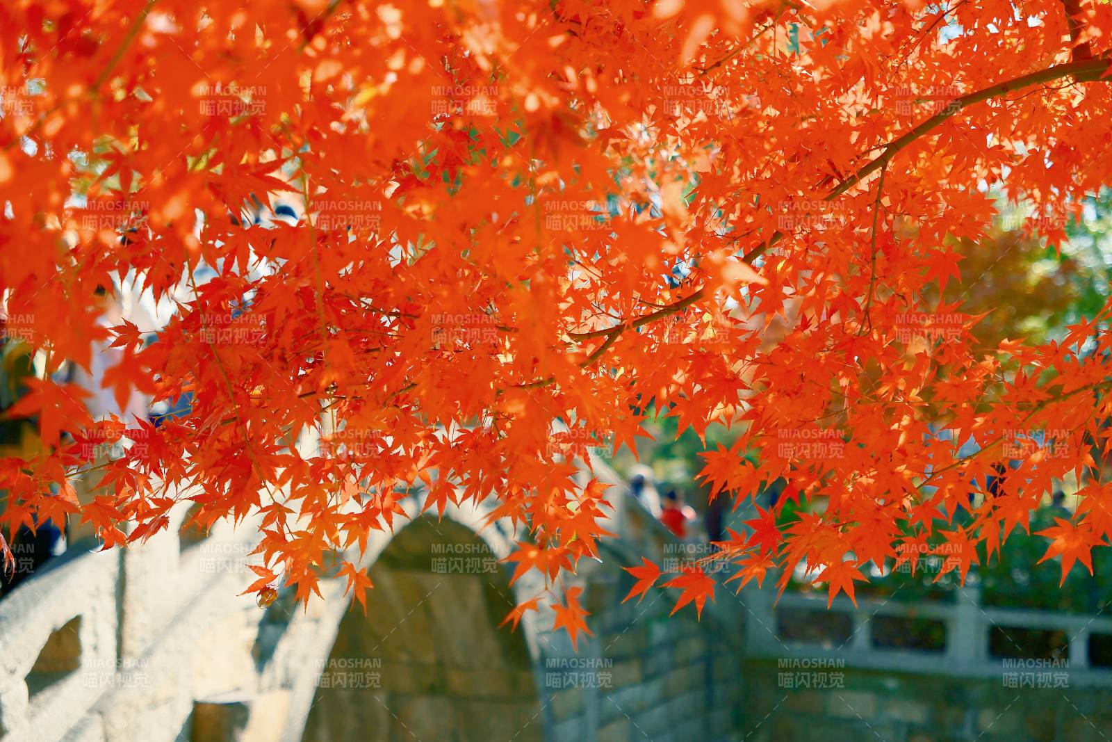 秋日紅葉映橋景
