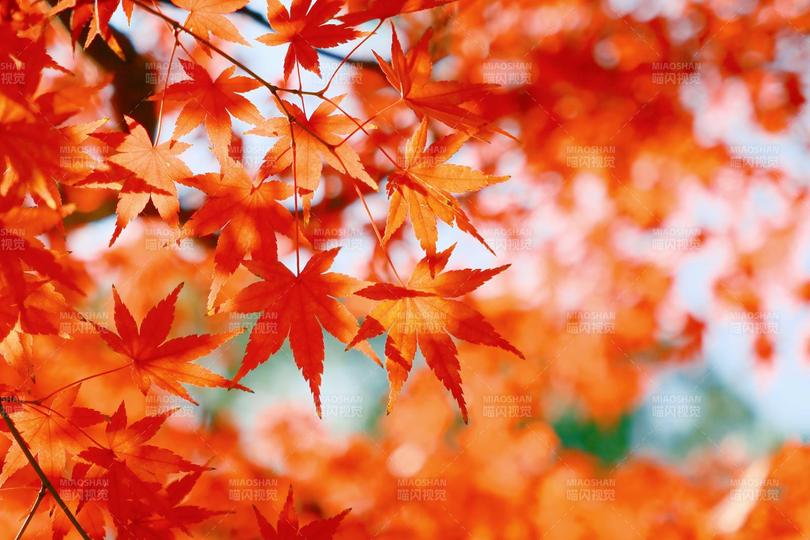 秋日紅葉映藍(lán)天