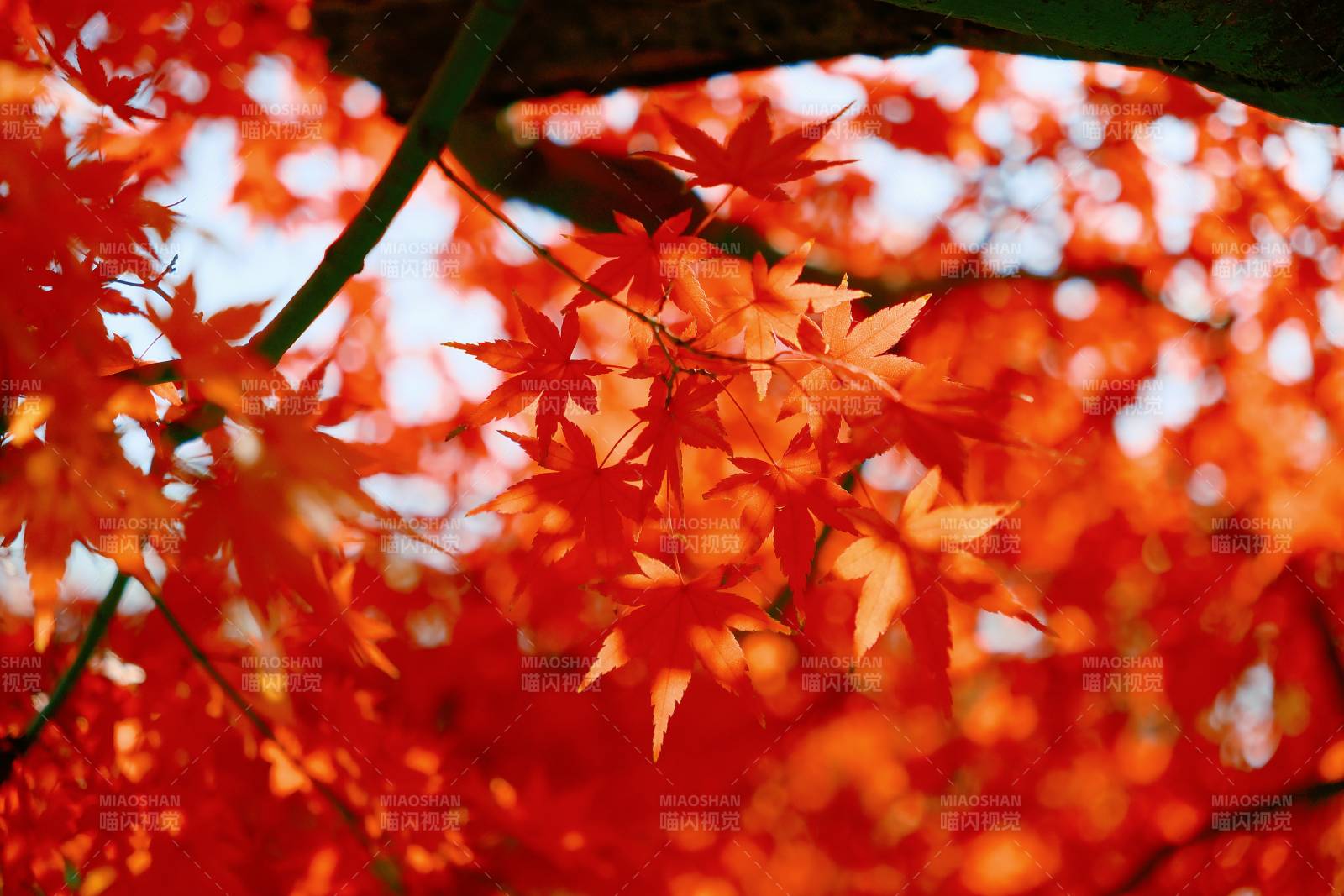秋日紅葉映天光