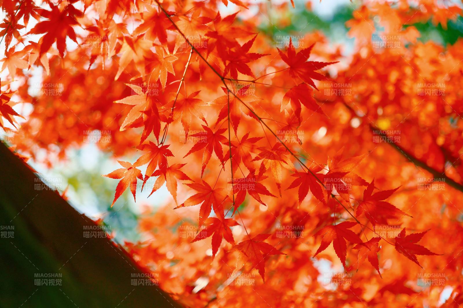 秋日紅葉映天際