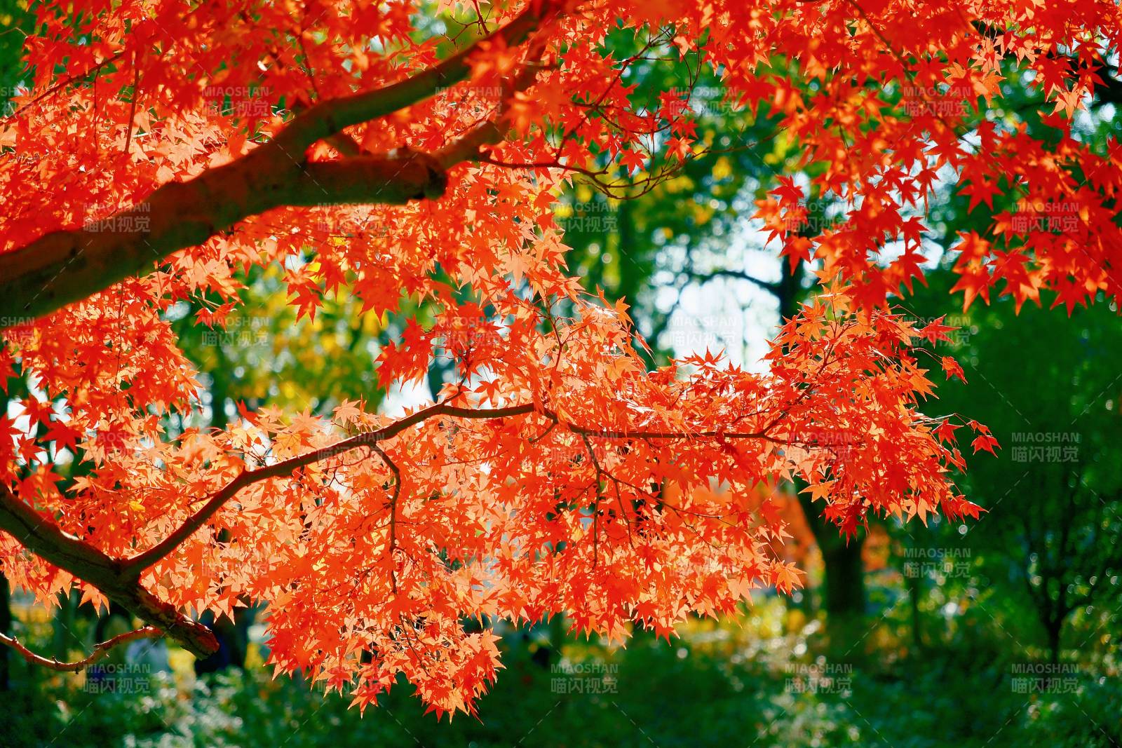 秋日紅葉映綠林