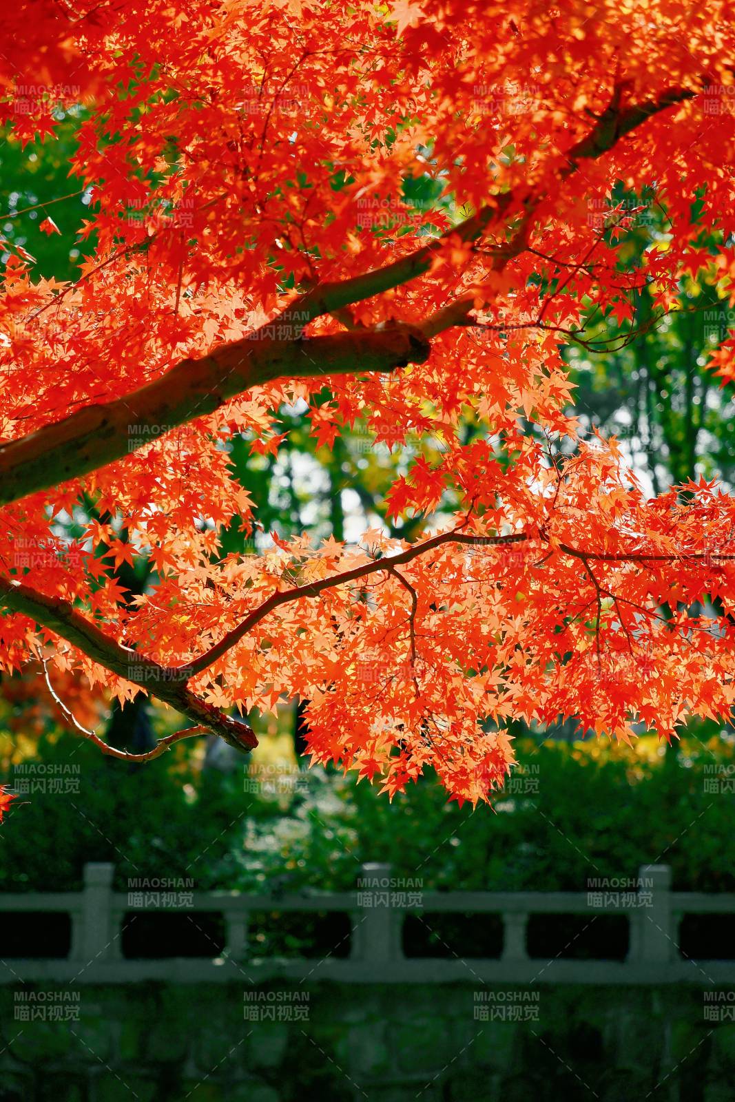 秋日紅葉映橋欄