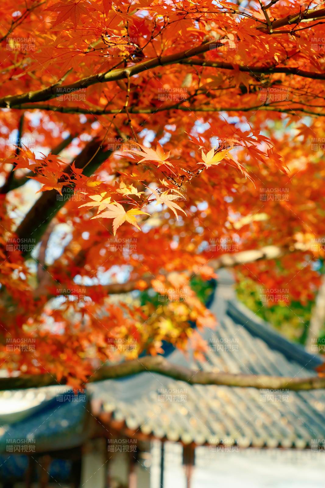 秋日紅葉映古亭