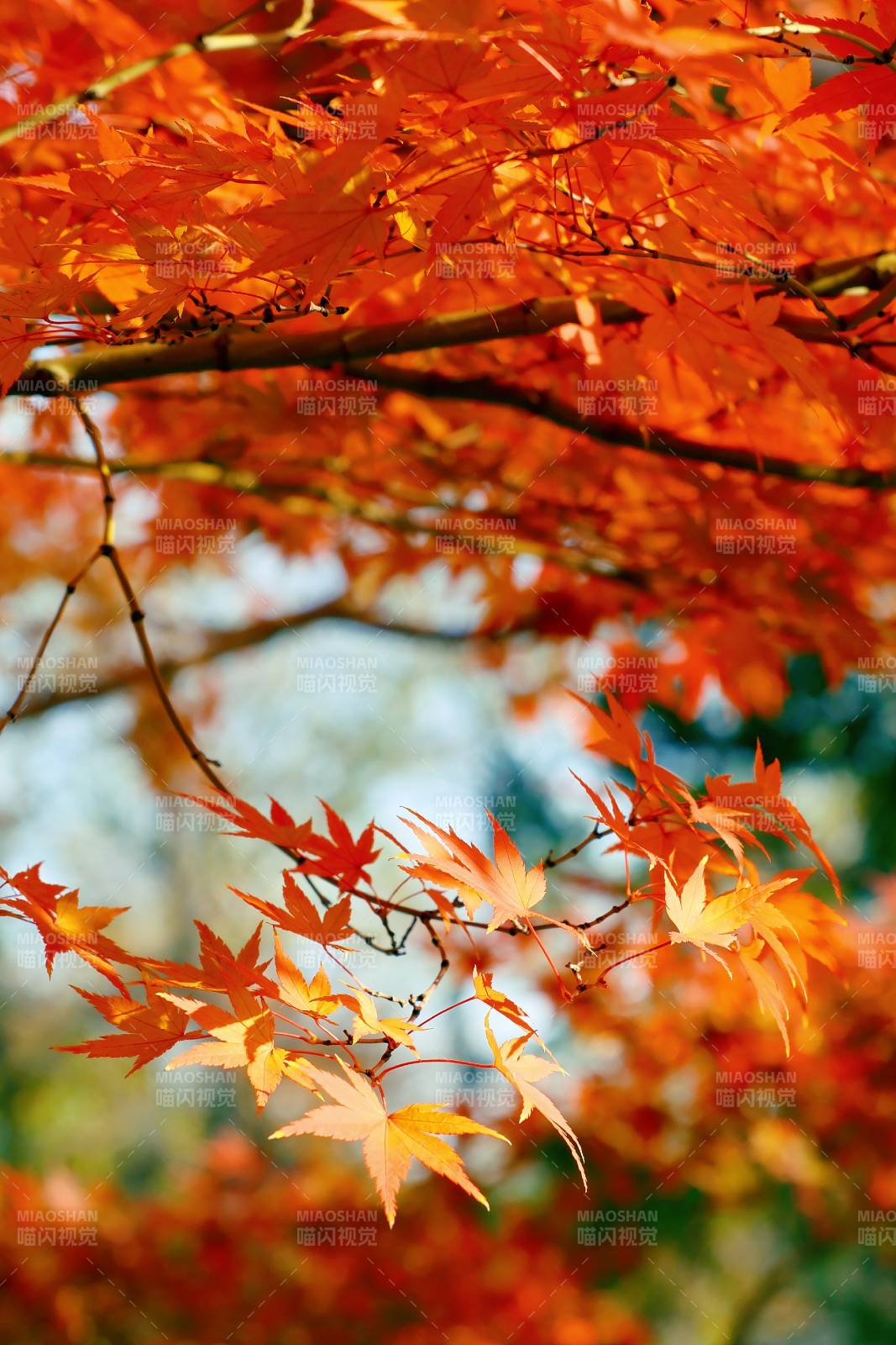 秋日紅葉映藍(lán)天