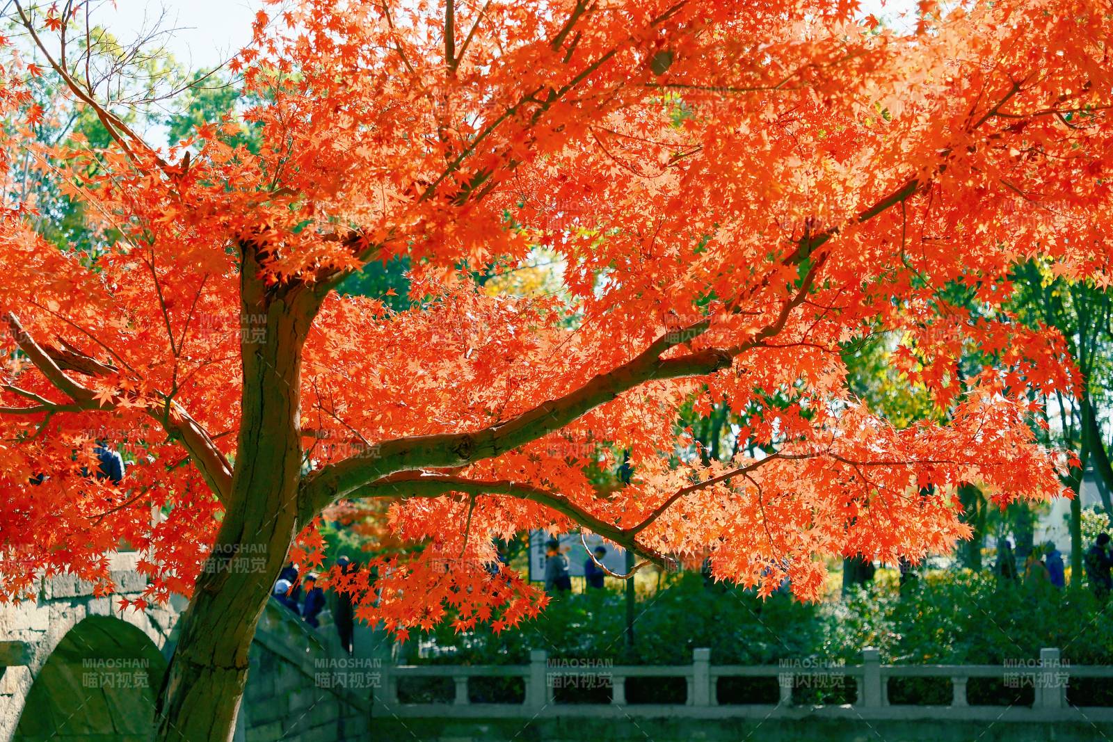 秋日紅葉映橋景