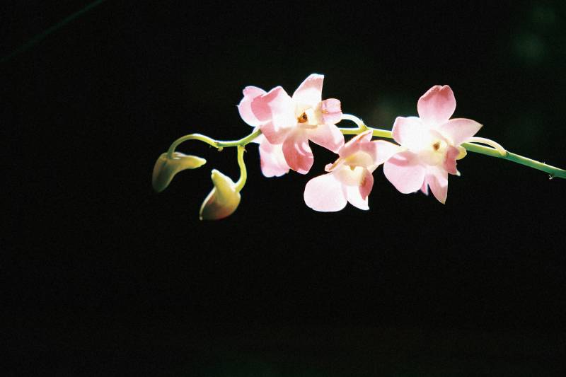 粉色蘭花在黑暗中綻放