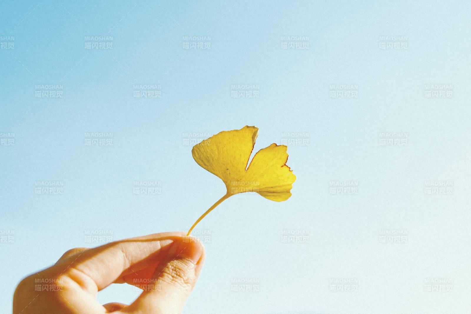 手握秋葉 藍天映襯
