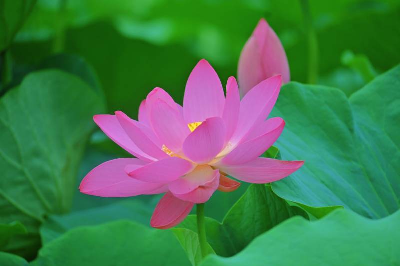 粉色蓮花綻放于綠葉間