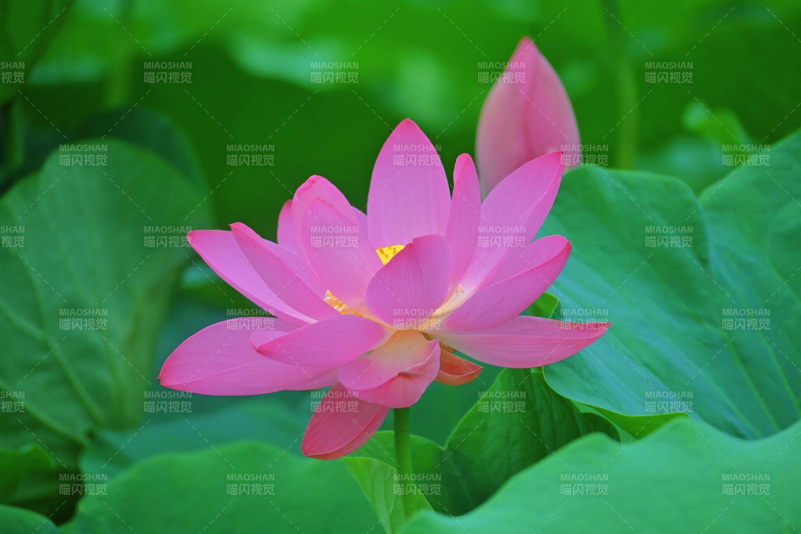 粉色蓮花綻放于綠葉間