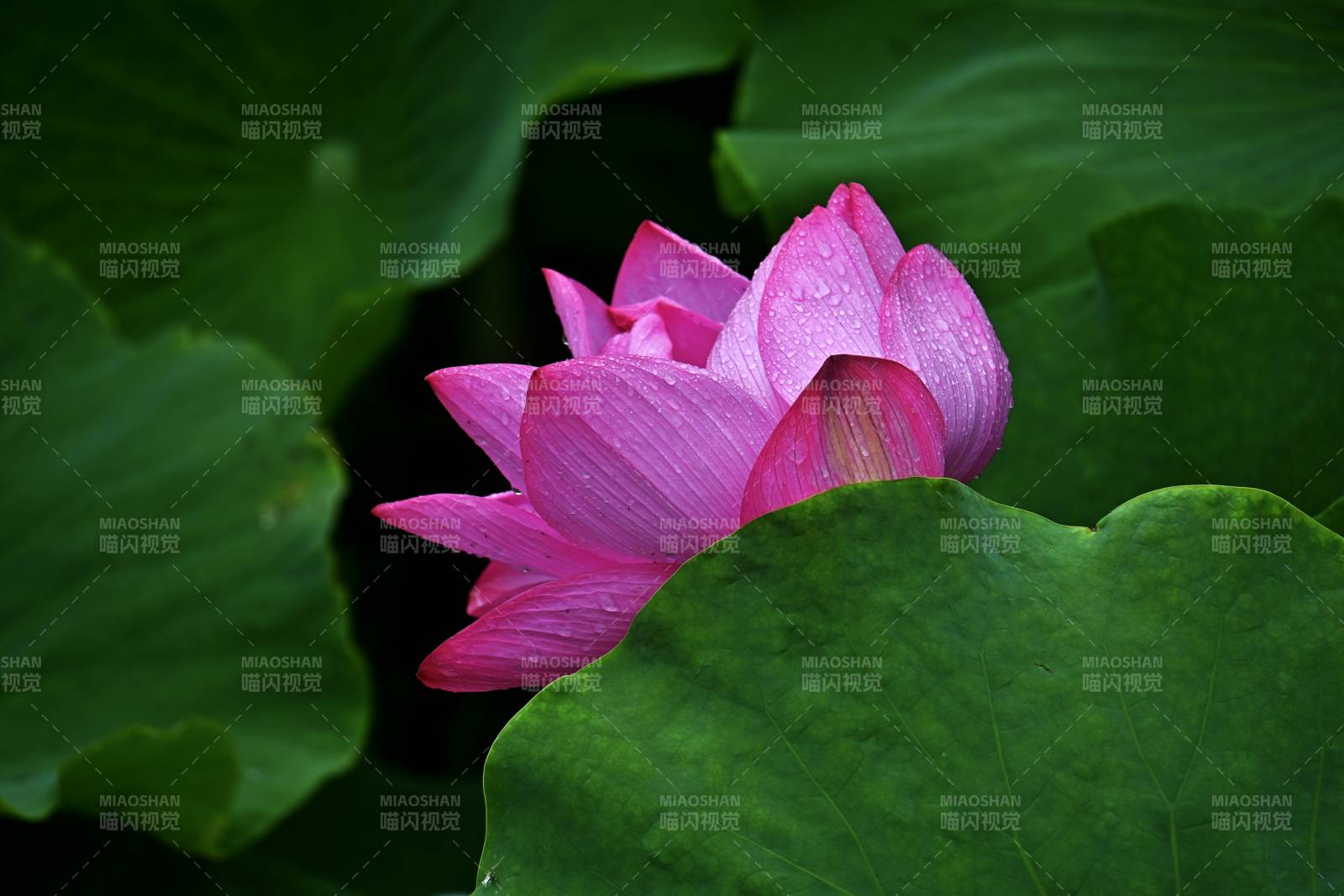 粉紅蓮花靜謐綻放