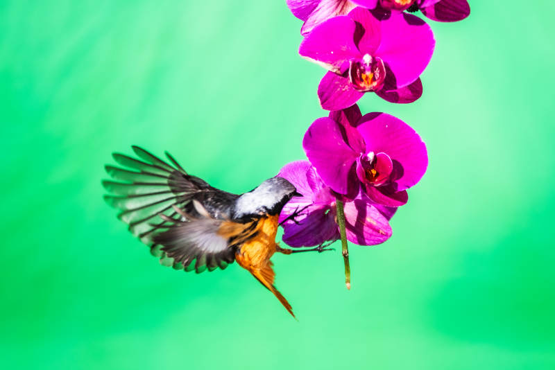 蜂鳥與紫花的邂逅
