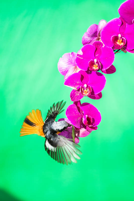 蜂鳥與紫花的邂逅