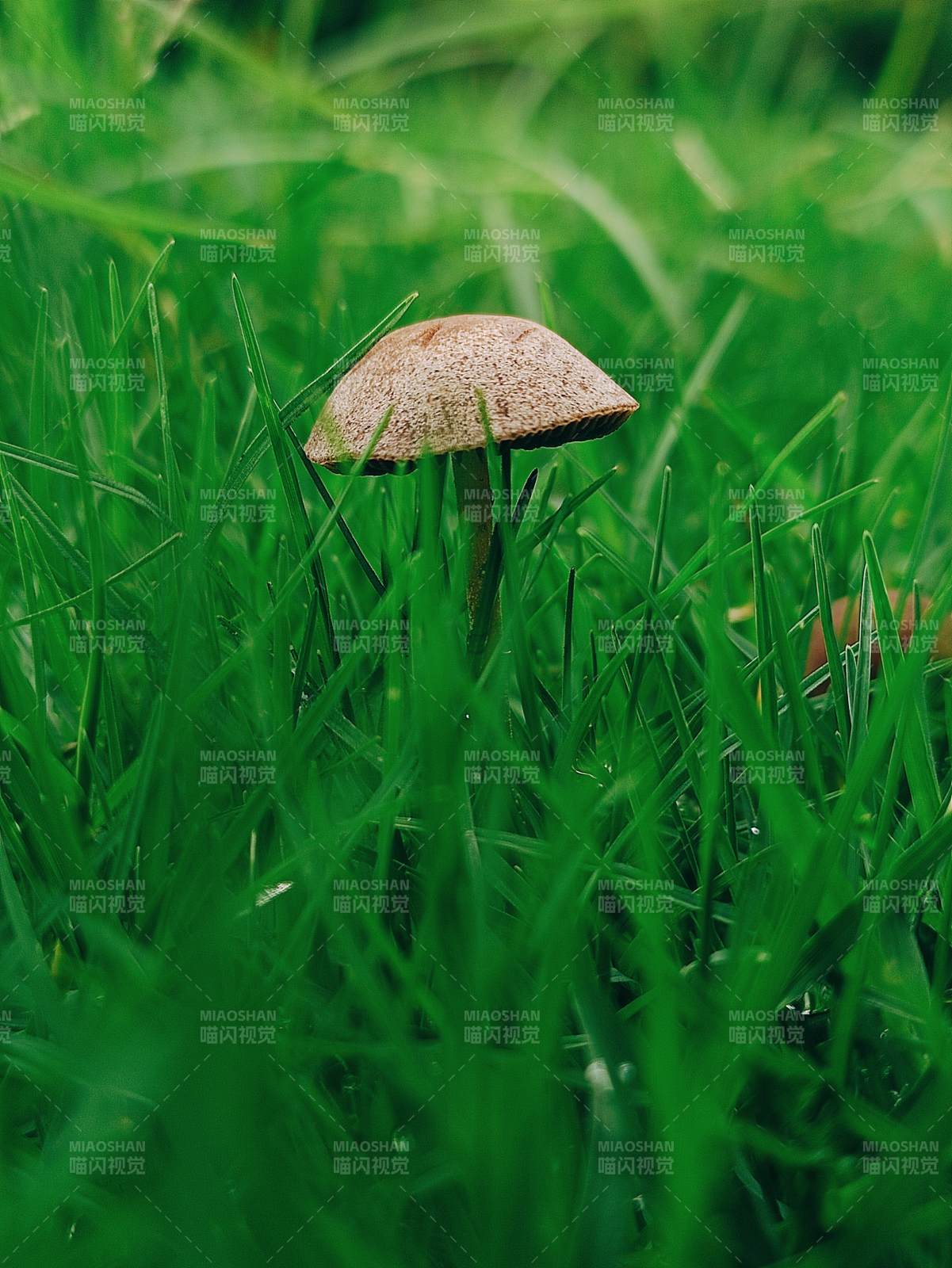 草叢中的蘑菇
