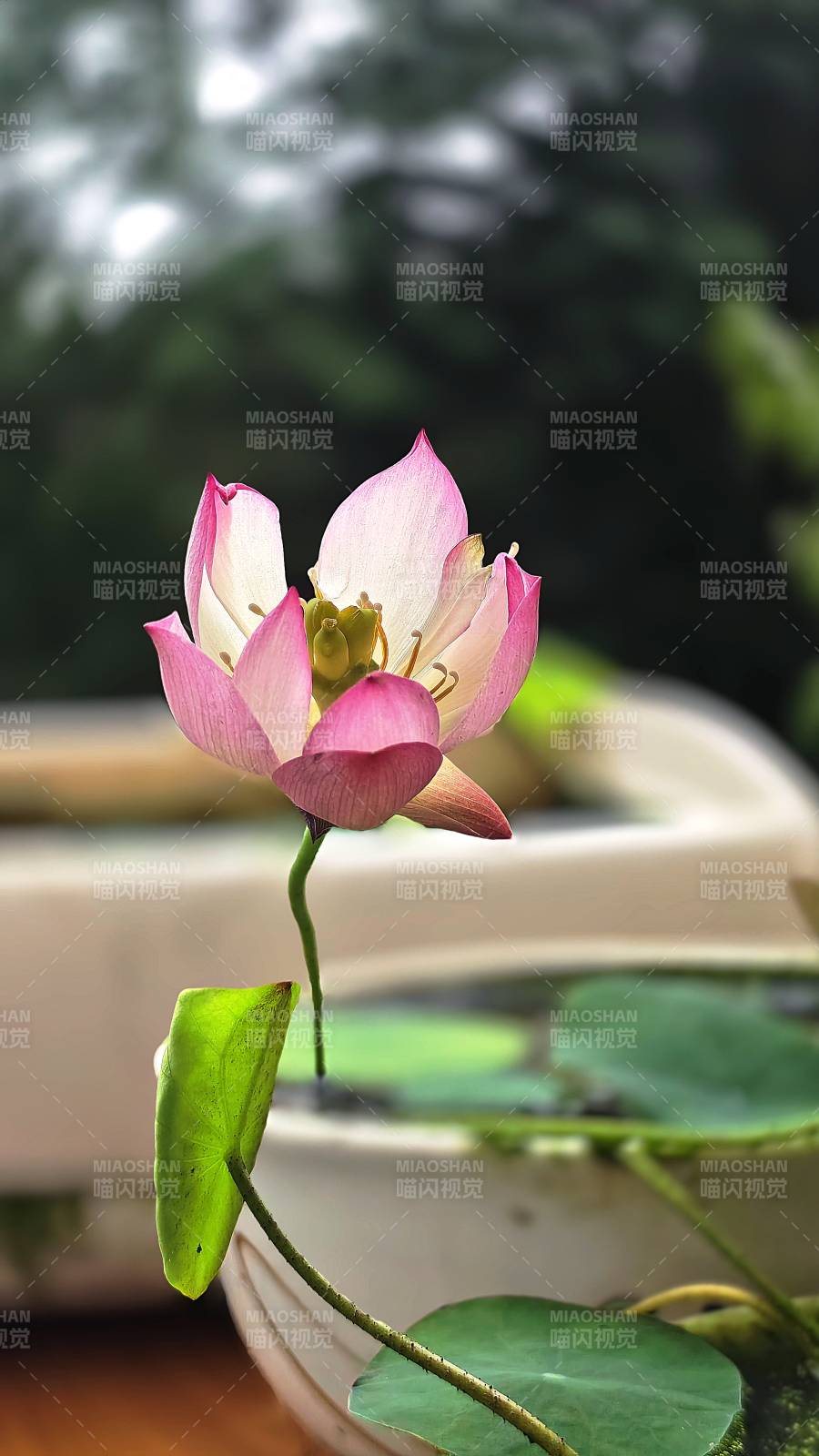 池中蓮花靜謐綻放