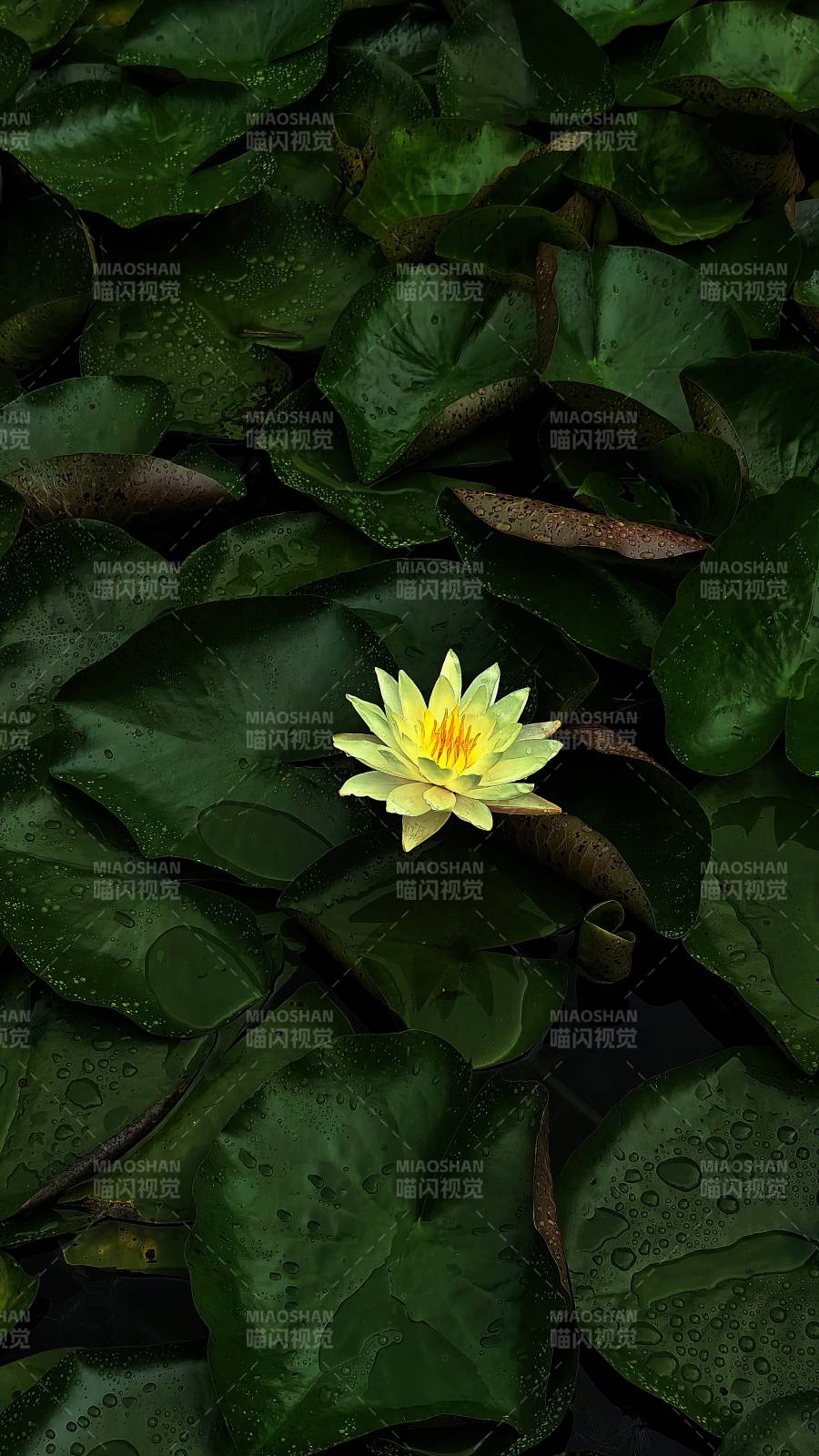 池塘中的黃色睡蓮