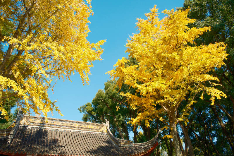 虎丘秋日古寺黃葉映藍天
