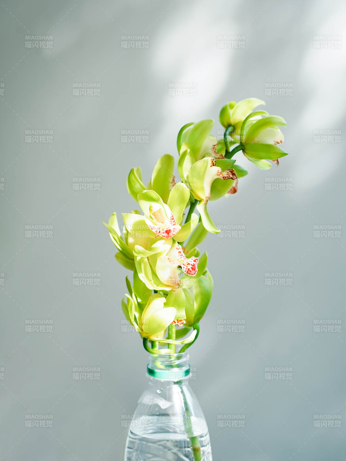 綠意盎然的大花蕙蘭瓶景