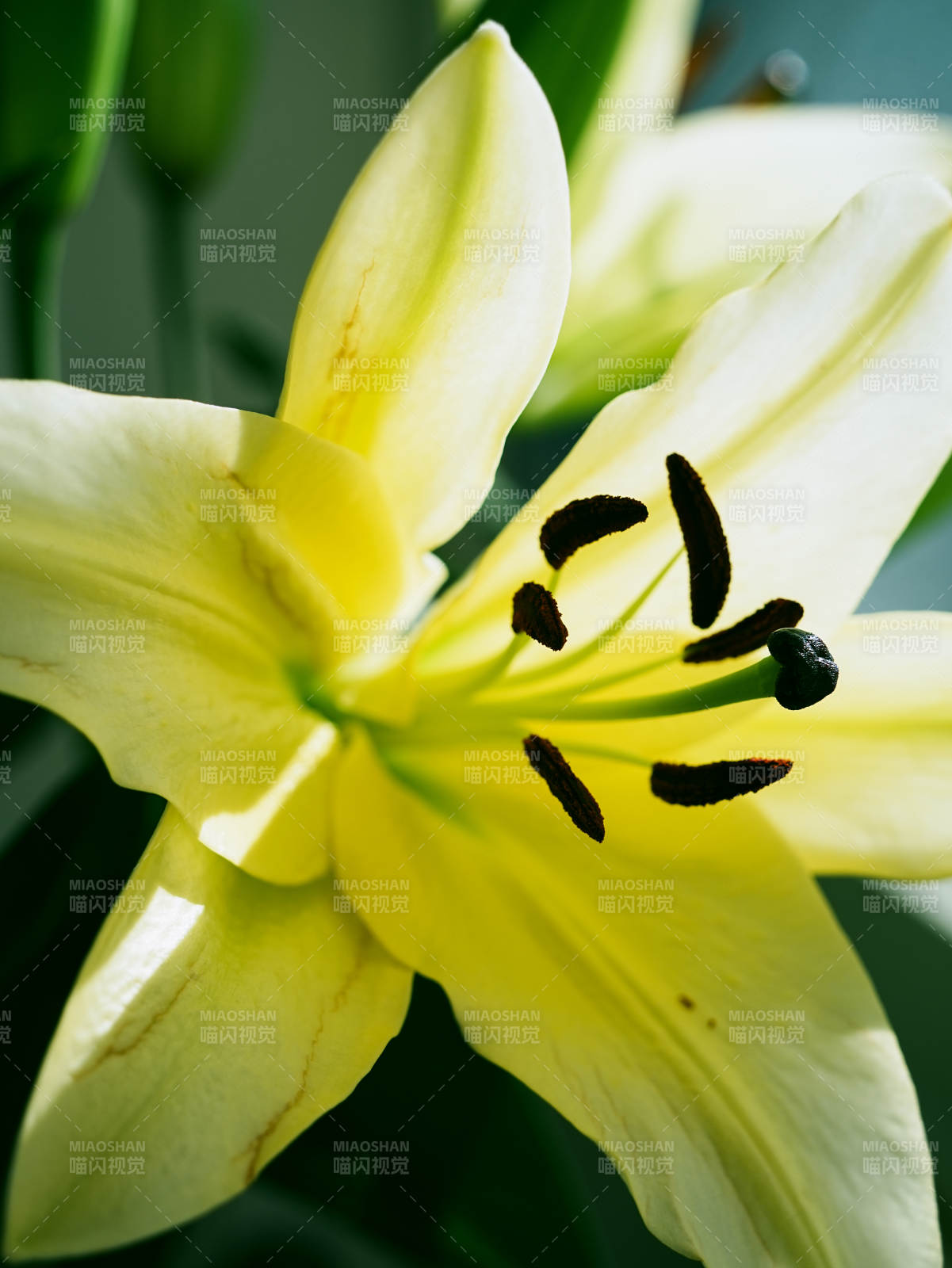 黃色百合花的細膩之美