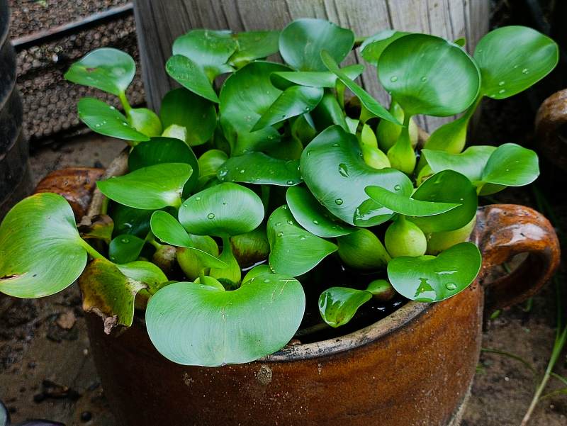 水生植物盆栽特寫