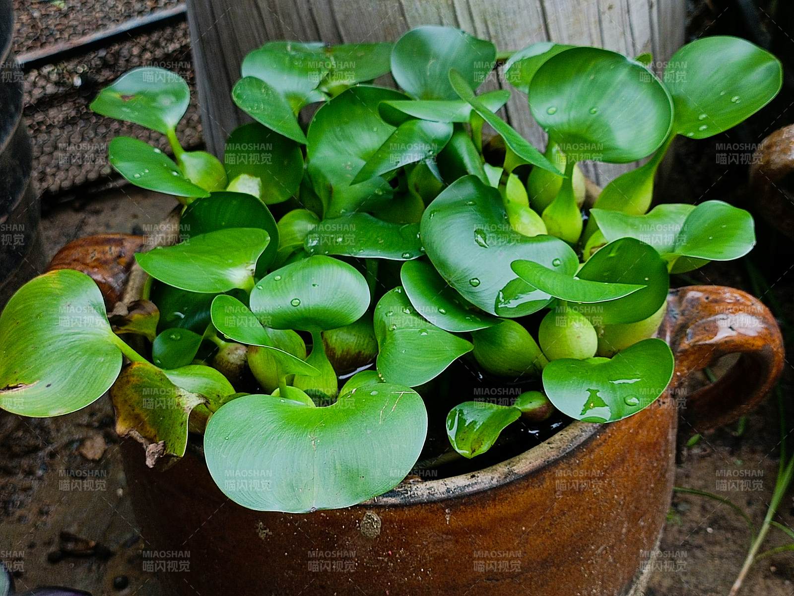 水生植物盆栽特寫