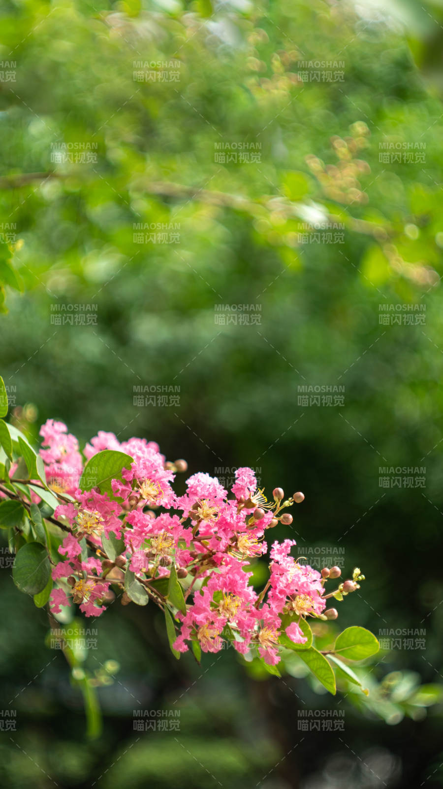 粉色花朵在綠葉中綻放