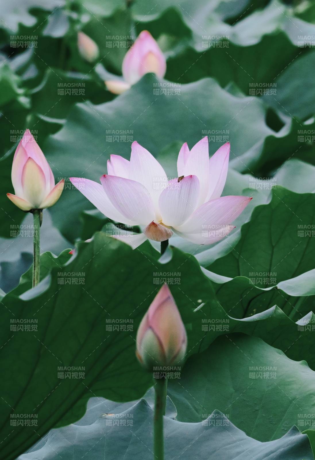 荷花盛開 綠葉相伴