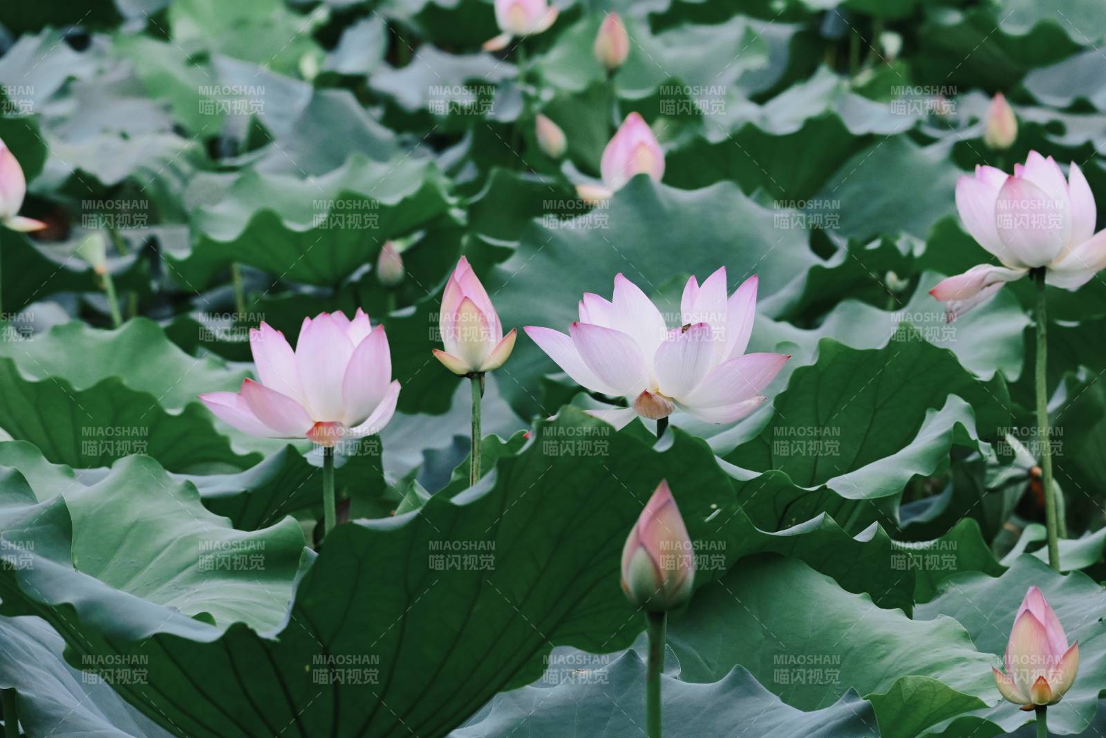 荷塘靜謐 蓮花綻放