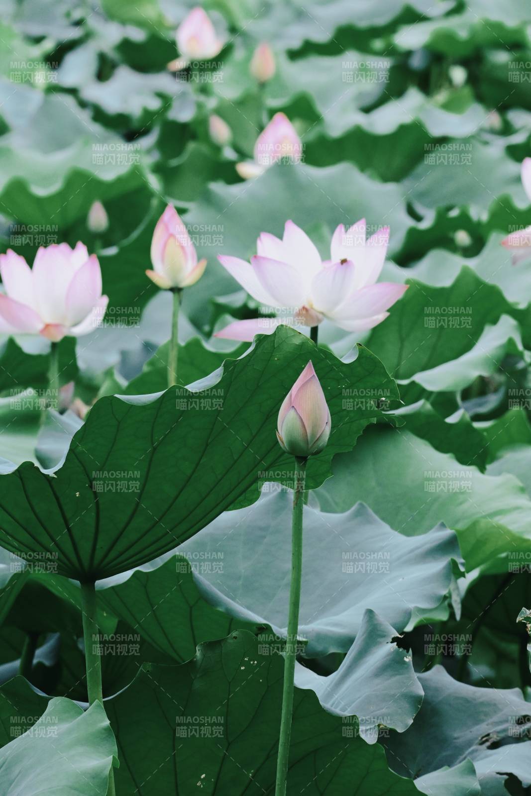 荷塘靜謐 蓮花綻放