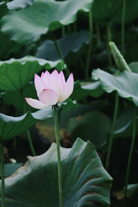 池中蓮花靜謐綻放